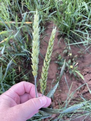 Triticum aestivum