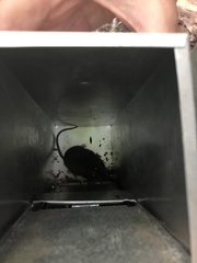 Peromyscus gossypinus