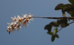 Dendrobium barbatulum