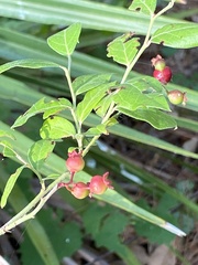 Vaccinium fuscatum image