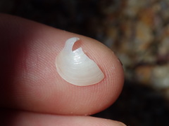 Scintillula solida