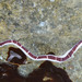 Reticulated Purple Ribbon Worm - Photo (c) Don Loarie, some rights reserved (CC BY)