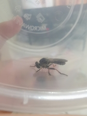 Ommatiini