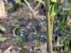 Ischnura elegans