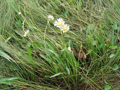 Taraxacum leucanthum