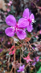 Melastomeae