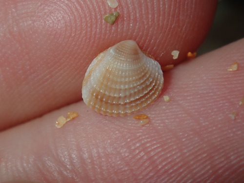 Timoclea scabra