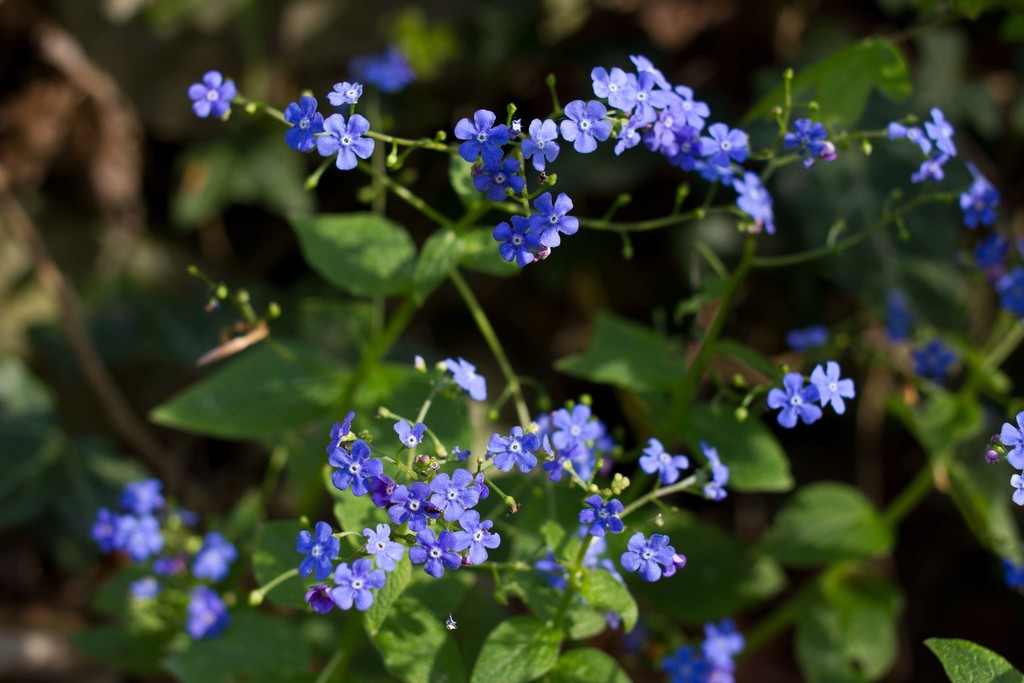 Brunnera