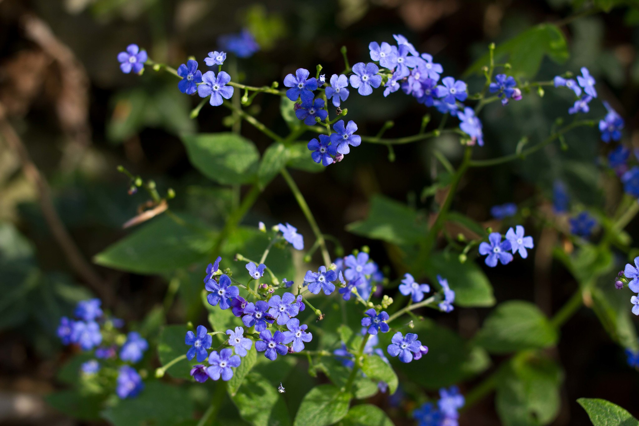 Brunnera