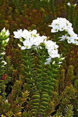 Veronica macrantha brachyphylla