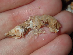 Diopatra dentata