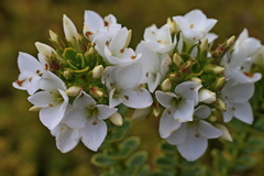 Veronica macrantha brachyphylla