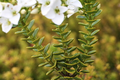 Veronica macrantha brachyphylla