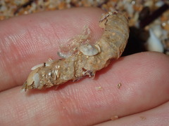 Diopatra dentata