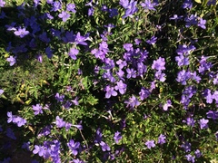 Barleria obtusa