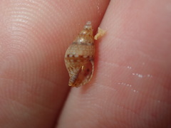 Pseudamycla dermestoidea