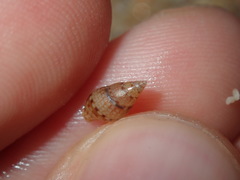 Pseudamycla dermestoidea