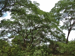 Brachystegia tamarindoides