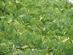 Brachystegia tamarindoides