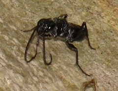 Ampulex