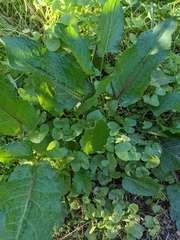 Rumex obtusifolius obtusifolius
