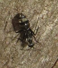 Camponotus cinctellus
