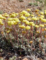 Eriogonum douglasii