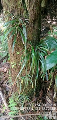 Haplopteris anguste-elongata