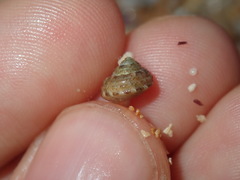 Eurytrochus strangei