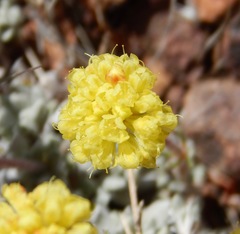 Eriogonum douglasii