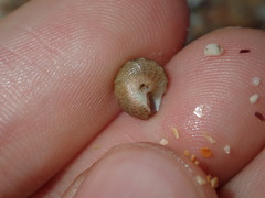 Eurytrochus strangei