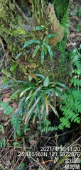 Haplopteris anguste-elongata