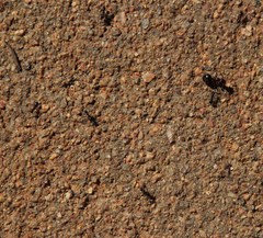 Anoplolepis steingroeveri