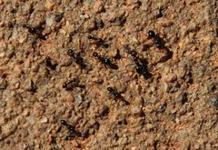 Anoplolepis steingroeveri