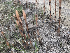 Equisetum arvense image