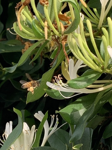 photo of Western Honey Bee (Apis mellifera)