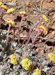 Eriogonum douglasii