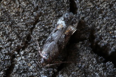Caryocolum junctella