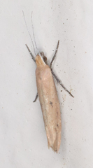 Ypsolopha ochrella