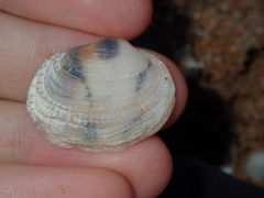 Irus crenatus