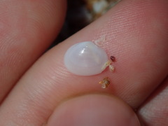 Scintillula solida