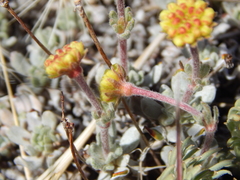 Eriogonum douglasii