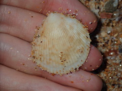 Acrosterigma cygnorum