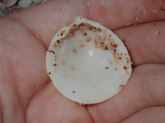 Acrosterigma cygnorum