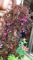 Melastomeae