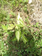Angiospermae
