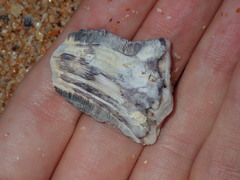 Austromegabalanus nigrescens