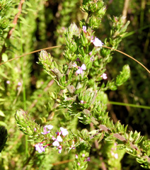 Muraltia ericifolia
