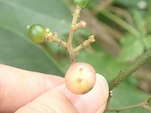 Image of Glycosmis parviflora by (c) 陳度度, some rights reserved (CC BY)