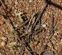 Microhodotermes viator